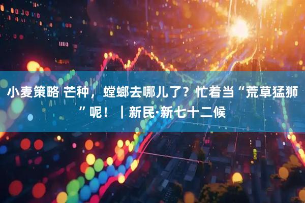 小麦策略 芒种，螳螂去哪儿了？忙着当“荒草猛狮”呢！｜新民·新七十二候